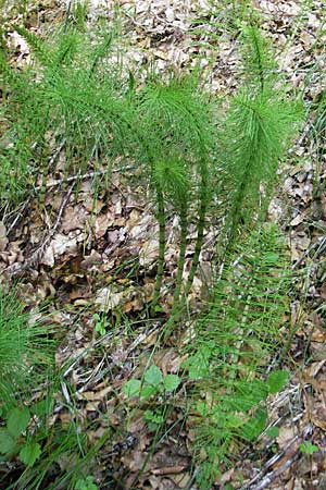 Equisetum telmateia \ Riesen-Schachtelhalm / Great Horsetail, D Günzburg 22.5.2009