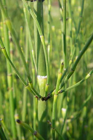 Equisetum ramosissimum \ stiger Schachtelhalm / Branched Horsetail, D Mannheim 2.7.2009