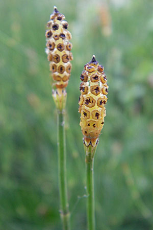 Equisetum ramosissimum \ stiger Schachtelhalm / Branched Horsetail, D Mannheim 31.7.2009