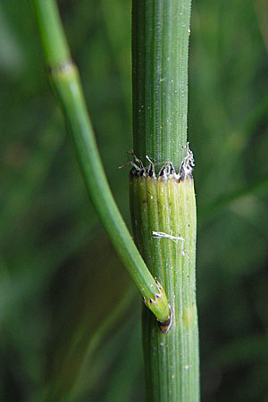 Equisetum ramosissimum \ stiger Schachtelhalm, D Mannheim 31.7.2009