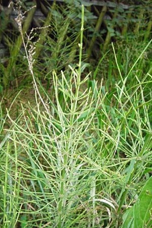 Equisetum x litorale \ Ufer-Schachtelhalm / Hybrid Horsetail, D Hemsbach 27.5.2014