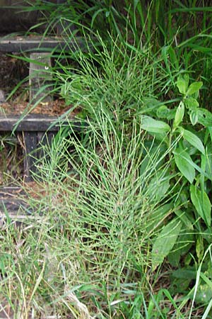 Equisetum x litorale \ Ufer-Schachtelhalm, D Hemsbach 27.5.2014