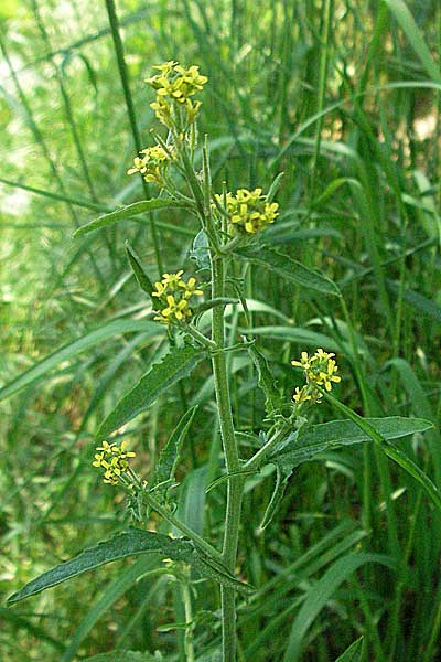 Sisymbrium officinale / Hedge Mustard, D Bruchsal 7.5.2006