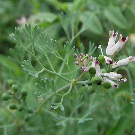 Fumaria officinalis \ Echter Erdrauch, D Mannheim 18.5.2006