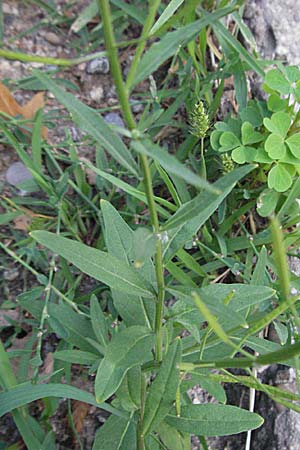 Erysimum cheiranthoides \ Acker-Schterich, Acker-Schotendotter, D Viernheim 27.6.2006