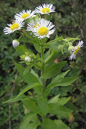 Erigeron annuus \ Einjhriger Feinstrahl, D Dossenheim 28.9.2006