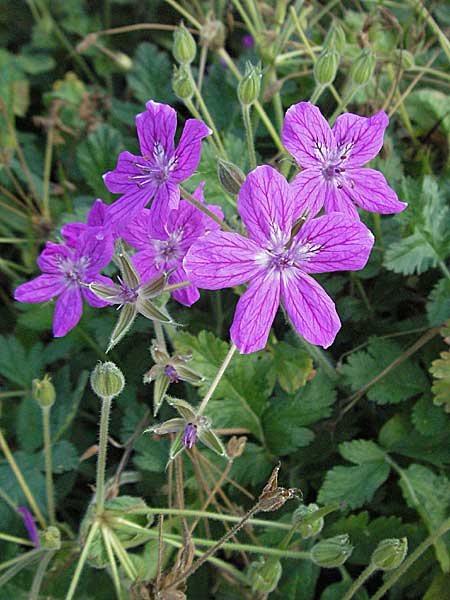 Erodium manescavi \ Pyrenen-Reiherschnabel / Garden Stork's Bill, D Botan. Gar.  Universit.  Heidelberg 29.9.2006