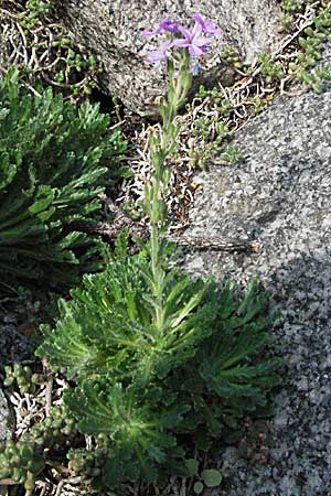 Erinus alpinus / Fairy Foxglove, D Botan. Gar.  Universit.  Heidelberg 29.9.2006