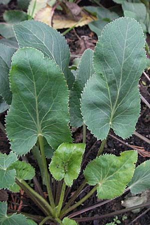 Eryngium planum \ Flachblttrige Mannstreu, D Botan. Gar.  Universit.  Heidelberg 4.10.2006