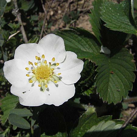 Fragaria viridis \ Knack-Erdbeere, Hgel-Erdbeere / Green Strawberry, D Karlstadt 14.4.2007