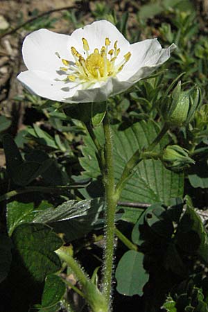 Fragaria viridis \ Knack-Erdbeere, Hgel-Erdbeere / Green Strawberry, D Karlstadt 14.4.2007