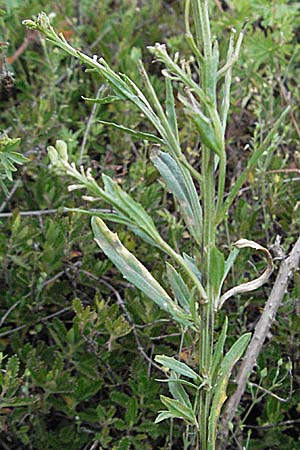 Erysimum virgatum \ Steifer Schterich, D Würzburg 16.6.2007