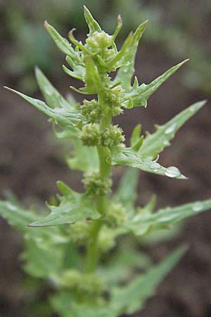 Blitum virgatum \ Echter Erdbeer-Spinat / Leafy Goosefoot, D Botan. Gar.  Universit.  Heidelberg 30.6.2007