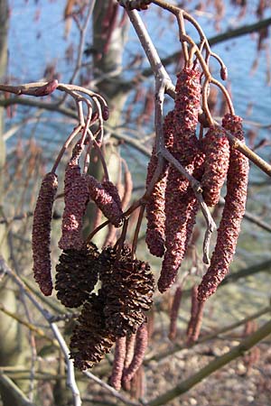 Alnus glutinosa \ Schwarz-Erle / Alder, D Pfalz, Speyer 3.2.2008