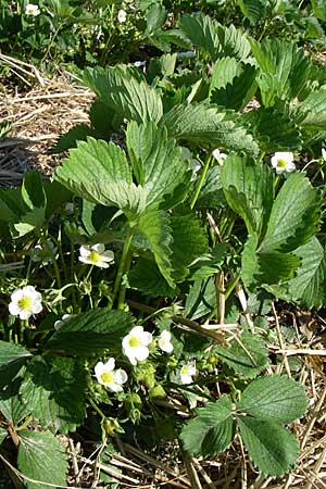 Fragaria x ananassa \ Garten-Erdbeere, D Hirschberg 8.5.2008