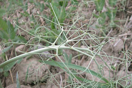 Lathyrus oleraceus var. oleraceus \ Garten-Erbse / Pea, D Ketsch 13.9.2009