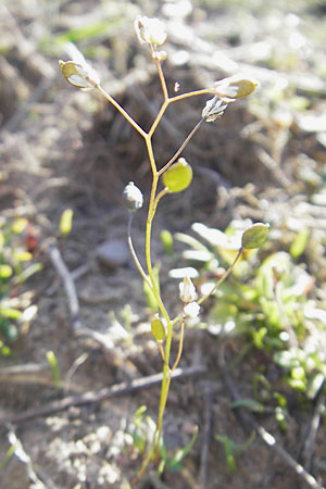 Draba spathulata / Pound-Podded Whitlowgrass, D Viernheim 6.4.2010