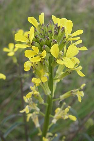 Erysimum crepidifolium \ Bleicher Schterich, Gnsesterbe / Hedge Mustard, D Duchroth 29.4.2010