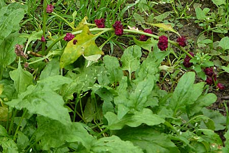 Blitum capitatum \ hriger Erdbeer-Spinat / Strawberry Blite, D Botan. Gar.  Universit.  Mainz 13.9.2008