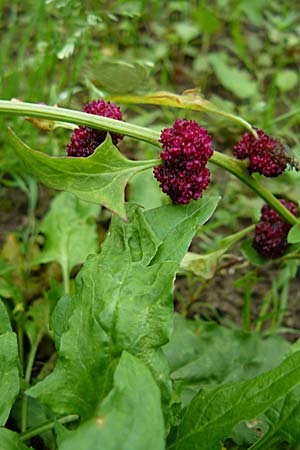 Blitum capitatum \ hriger Erdbeer-Spinat / Strawberry Blite, D Botan. Gar.  Universit.  Mainz 13.9.2008