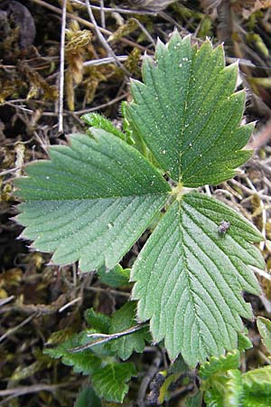 Fragaria viridis \ Knack-Erdbeere, Hgel-Erdbeere / Green Strawberry, D Mosbach 16.4.2011