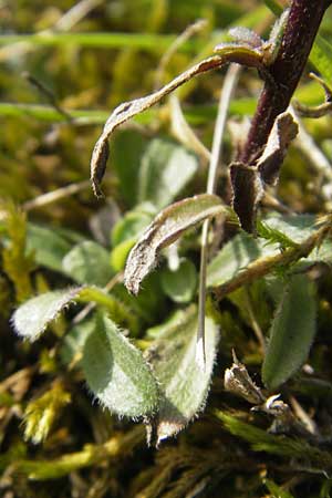 Erigeron muralis \ Sptes Berufkraut, D Pfalz, Landau 24.9.2011