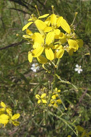 Erysimum crepidifolium \ Bleicher Schterich, Gnsesterbe / Hedge Mustard, D Franken/Franconia Ehrenbürg 17.5.2012