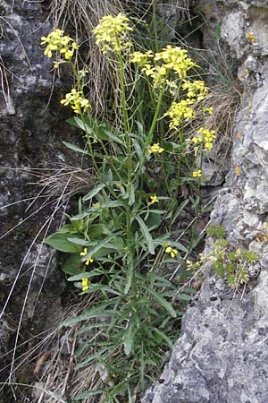 Erysimum crepidifolium \ Bleicher Schterich, Gnsesterbe / Hedge Mustard, D Franken/Franconia Ehrenbürg 17.5.2012