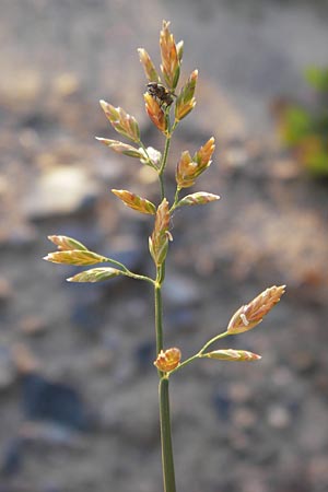 Poa compressa \ Flaches Rispengras, Plattes Rispengras / Flattened Meadow Grass, D Eppertshausen 19.9.2012