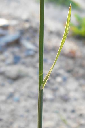 Poa compressa \ Flaches Rispengras, Plattes Rispengras / Flattened Meadow Grass, D Eppertshausen 19.9.2012