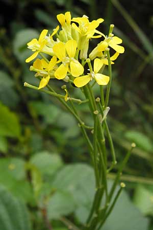 Erysimum virgatum \ Steifer Schterich, D Groß-Umstadt 29.6.2013