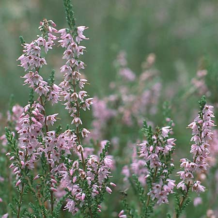 Calluna vulgaris \ Heidekraut, Besen-Heide / Heather, D Lüneburger Heide 13.9.1990