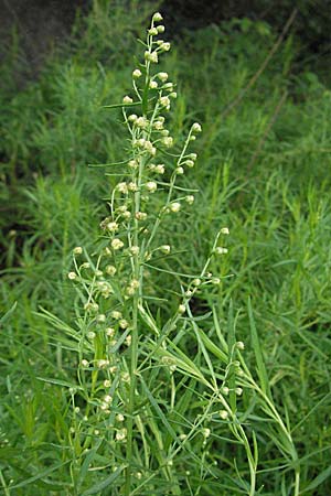 Artemisia dracunculus \ Estragon, D Hemsbach 28.6.2007