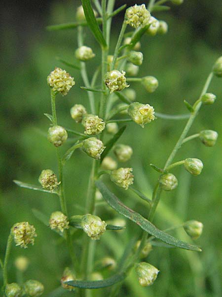 Artemisia dracunculus \ Estragon, D Hemsbach 28.6.2007