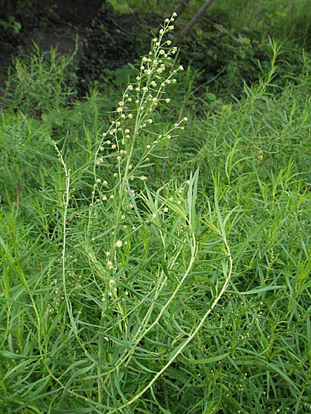 Artemisia dracunculus \ Estragon / Tarragon, D Hemsbach 28.6.2007