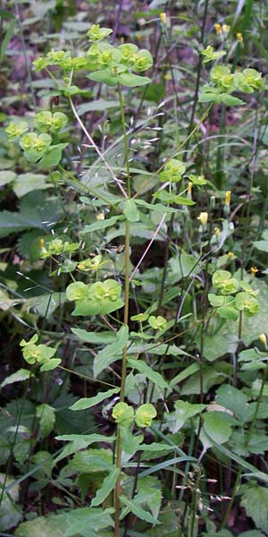 Euphorbia stricta / Upright Spurge, D Dhaun 16.6.2008