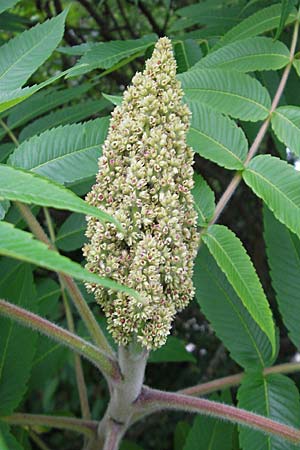 Rhus typhina \ Essigbaum, D Weinheim an der Bergstraße 8.6.2009