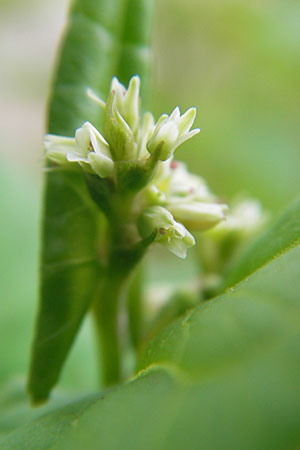 Fagopyrum tataricum / Green Buckwheat, D Botan. Gar.  Universit.  Mainz 11.7.2009