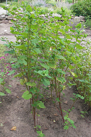 Fagopyrum tataricum / Green Buckwheat, D Botan. Gar.  Universit.  Mainz 11.7.2009