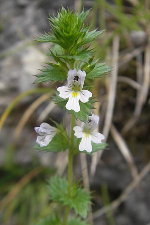 Euphrasia stricta / Drug Eyebright, D Franconia Gößweinstein 6.8.2011