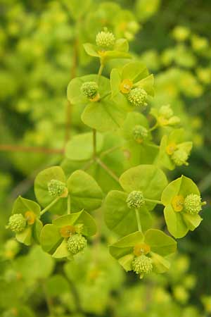 Euphorbia stricta / Upright Spurge, D Philippsburg 26.6.2013