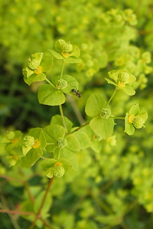 Euphorbia stricta / Upright Spurge, D Philippsburg 26.6.2013