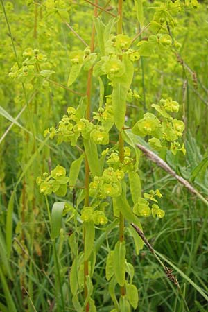 Euphorbia stricta \ Steife Wolfsmilch / Upright Spurge, D Philippsburg 26.6.2013