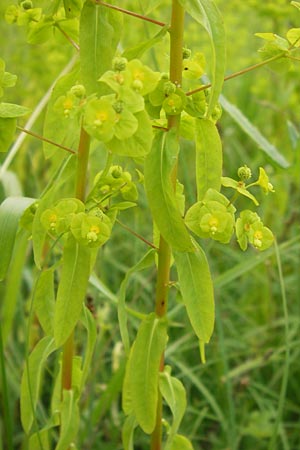 Euphorbia stricta / Upright Spurge, D Philippsburg 26.6.2013