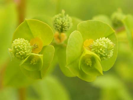 Euphorbia stricta / Upright Spurge, D Philippsburg 26.6.2013