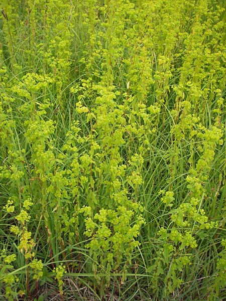 Euphorbia stricta \ Steife Wolfsmilch / Upright Spurge, D Philippsburg 26.6.2013