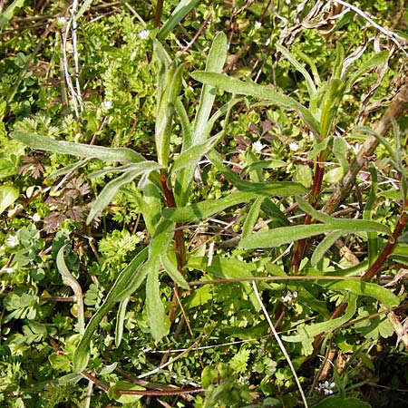 Artemisia dracunculus \ Estragon / Tarragon, D Hemsbach 8.3.2014