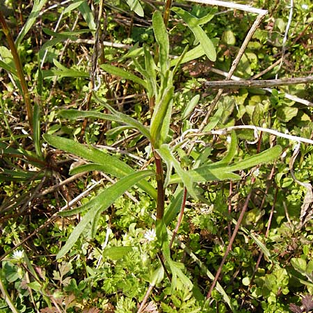 Artemisia dracunculus \ Estragon, D Hemsbach 8.3.2014
