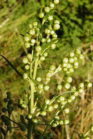Artemisia dracunculus \ Estragon, D Gimbsheim 17.7.2014