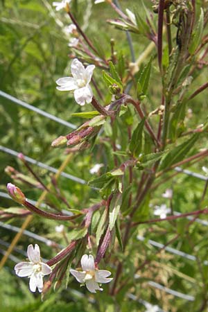 Epilobium tetragonum \ Vierkantiges Weidenrschen / Square-Stalked Willowherb, D Öhningen 14.6.2011